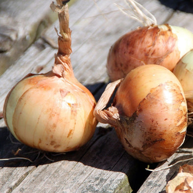 Onion Walla Walla - (Allium Cepa) Seeds