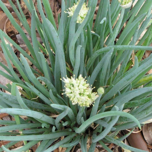 Onion Welsh - (Allium Fistulosum) Seeds