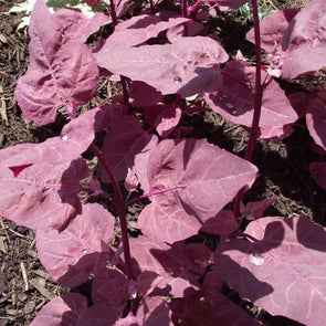 Orach Purple - (Atriplex Hortensis) Seeds