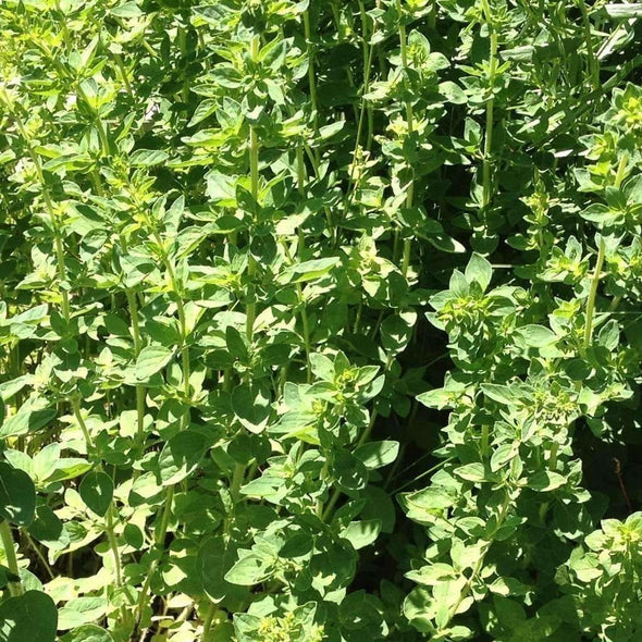 Oregano Greek - (Origanum Vulgare Hirtum) Seeds