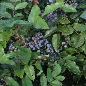 Oregon Grape - (Mahonia Aquifolium) Seeds