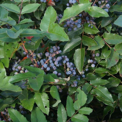 Oregon Grape - (Mahonia Aquifolium) Seeds