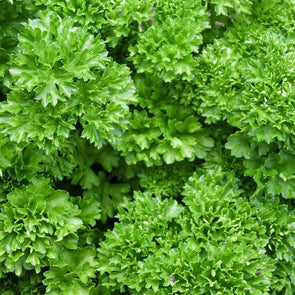 Parsley 'Forest Green' - (Petroselinum crispum) seeds - amkha-seed.myshopify.com