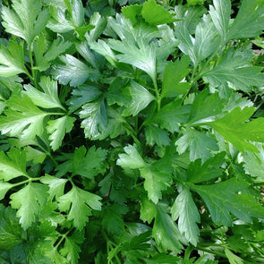 Parsley 'Italian Giant' - (Petroselinum crispum) seeds - amkha-seed.myshopify.com