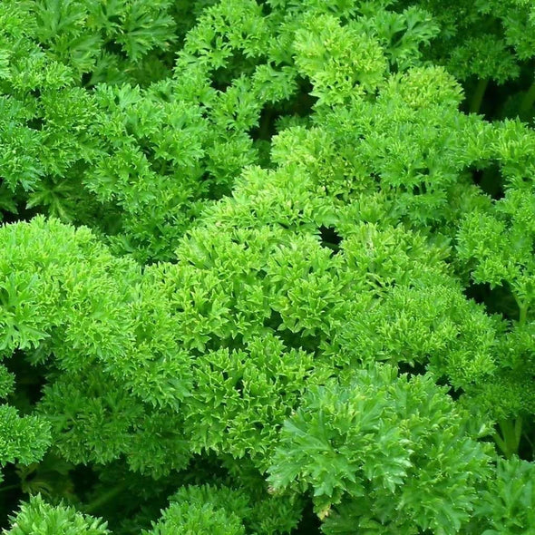 Parsley Moss Curled - (Petroselinum Crispum) Seeds