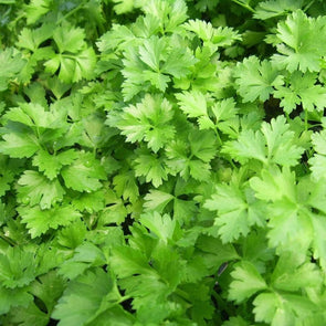 Parsley Single Leaf - (Petroselinum Crispum Neapolitanum) Seeds