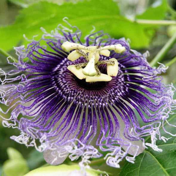 Passion Flower (purple) - (Passiflora incarnata) seeds - amkha-seed.myshopify.com