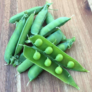 Pea Alaska - (Pisum Sativum) Seeds