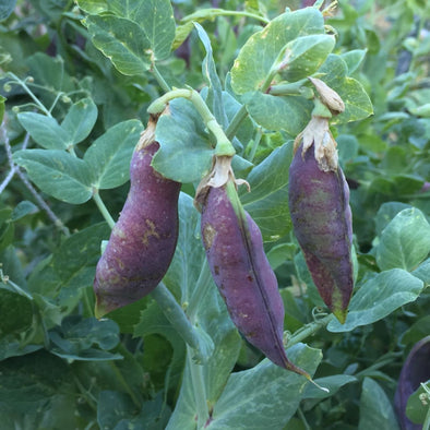 Pea Blue Podded - (Pisum Sativum) Seeds