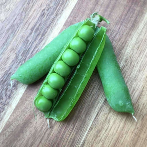 Pea Early Frosty - (Pisum Sativum) Seeds