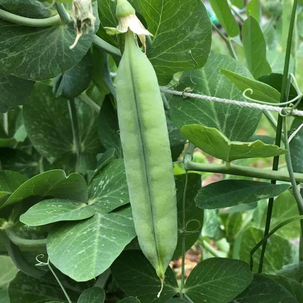 Pea Early Frosty - (Pisum Sativum) Seeds