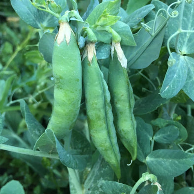 Pea Green Arrow - (Pisum Sativum) Seeds