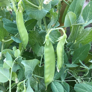 Pea 'Oregon Giant' - (Pisum sativum) seeds - amkha-seed.myshopify.com