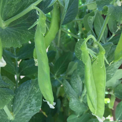 Pea Oregon Sugar Pod Ii - (Pisum Sativum) Seeds