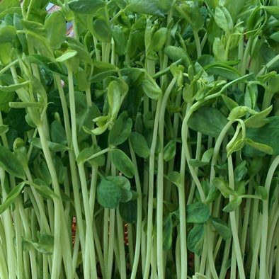 Pea (shoots) 'Usui' - (Pisum sativum) seeds - amkha-seed.myshopify.com