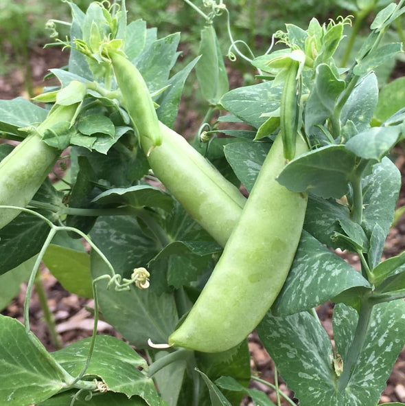 Pea (Snap) Sugar Bon - (Pisum Sativum) Seeds
