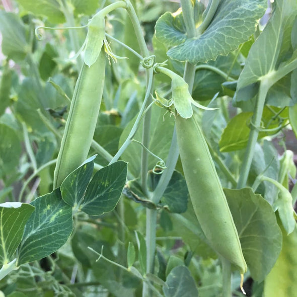 Pea (Snap) Sugar Snap - (Pisum Sativum) Seeds