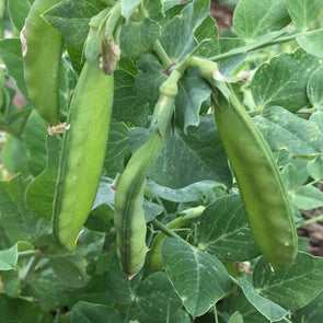 Pea (Snow) Little Purple Flowered Snowpea - (Pisum Sativum) Seeds