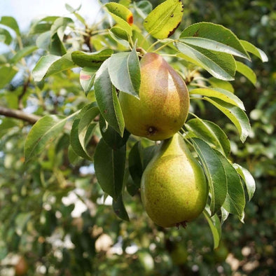 Pear Bartlett - (Pyrus Communis) Seeds