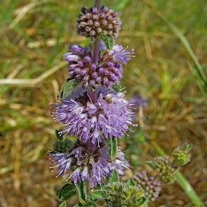 Pennyroyal - (Mentha Pulegium) Seeds