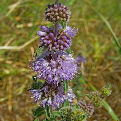 Pennyroyal - (Mentha Pulegium) Seeds