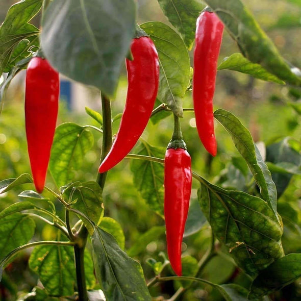 Pepper (Hot) Aji? Crystal - (Capsicum Baccatum) Seeds