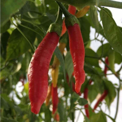 Pepper (Hot) Aji? Peruvian - (Capsicum Baccatum) Seeds