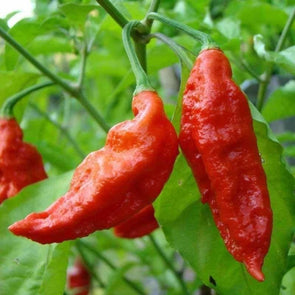 Pepper (Hot) Bhut Jolokia (Ghost Pepper) - (Capsicum Chinense) Seeds