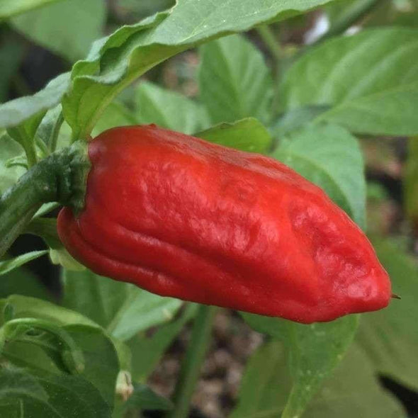 Pepper (Hot) Bhut Jolokia (Ghost Pepper) - (Capsicum Chinense) Seeds