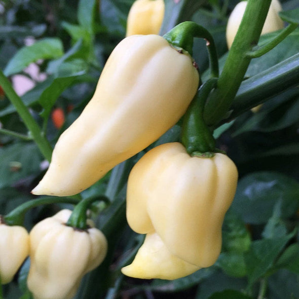 Pepper (Hot) Bhut Jolokia (White Ghost Pepper) - (Capsicum Chinense) Seeds