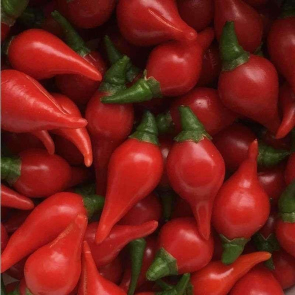 Pepper (Hot) Biquinho (Red) - (Capsicum Chinense) Seeds