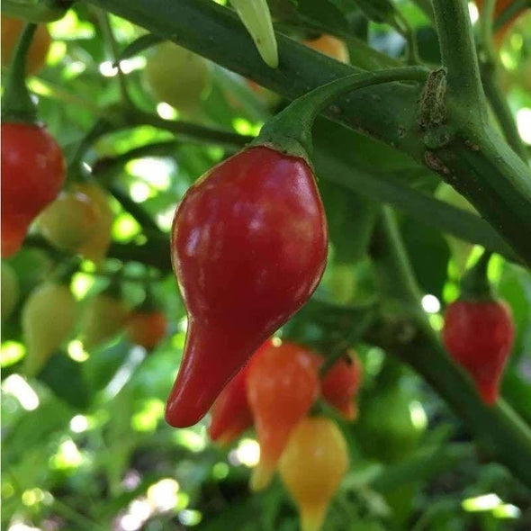 Pepper (Hot) Biquinho (Red) - (Capsicum Chinense) Seeds