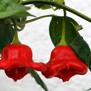 Pepper (Hot) Bishops Cap (Red) - (Capsicum Baccatum) Seeds