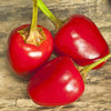 Pepper (Hot) Cascabel - (Capsicum Annuum) Seeds