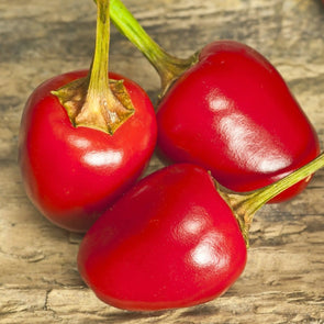 Pepper (Hot) Cascabel - (Capsicum Annuum) Seeds