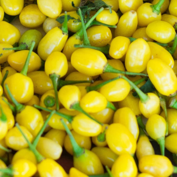 Pepper (Hot) Cumari Do Para - (Capsicum Chinense) Seeds