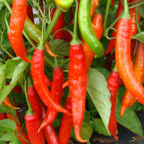 Pepper (Hot) Dedo De Moca - (Capsicum Baccatum) Seeds