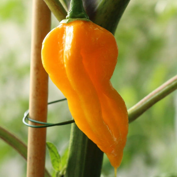 Pepper (Hot) Fatalii - (Capsicum Chinense) Seeds