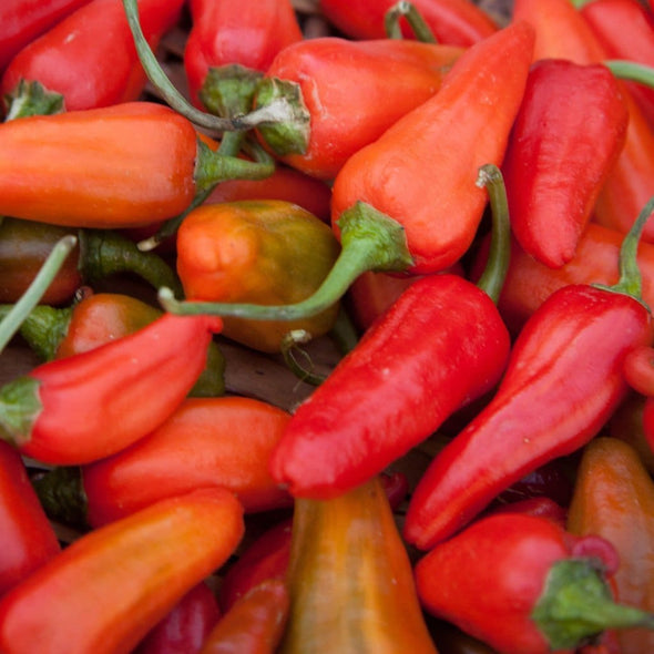 Pepper (Hot) Fish (Capsicum Annuum) Seeds