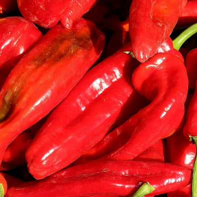 Pepper (Hot) Georgia Flame - (Capsicum Annuum) Seeds