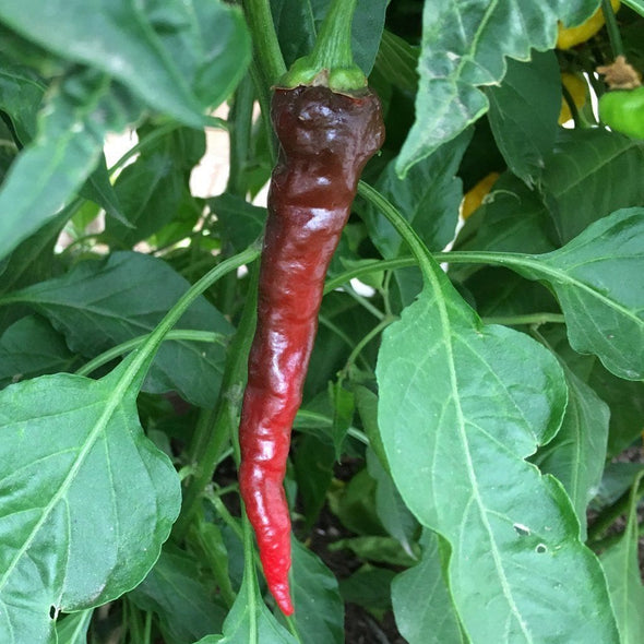 Pepper (Hot) Guntur Sannam - (Capsicum Annuum) Seeds