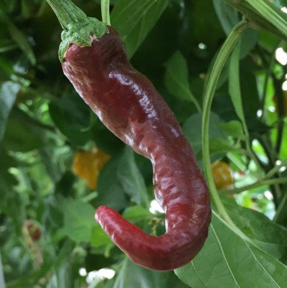 Pepper (Hot) Guntur Sannam - (Capsicum Annuum) Seeds