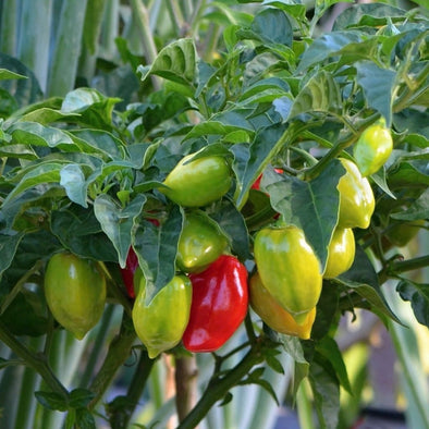 Pepper (Hot) Habanero - (Capsicum Chinense) Seeds
