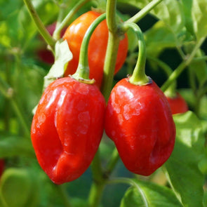 Pepper (Hot) Habanero (Caribbean Red) - (Capsicum Chinense) Seeds
