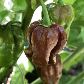 Pepper (Hot) Habanero (Chocolate Brown) - (Capsicum Chinense) Seeds