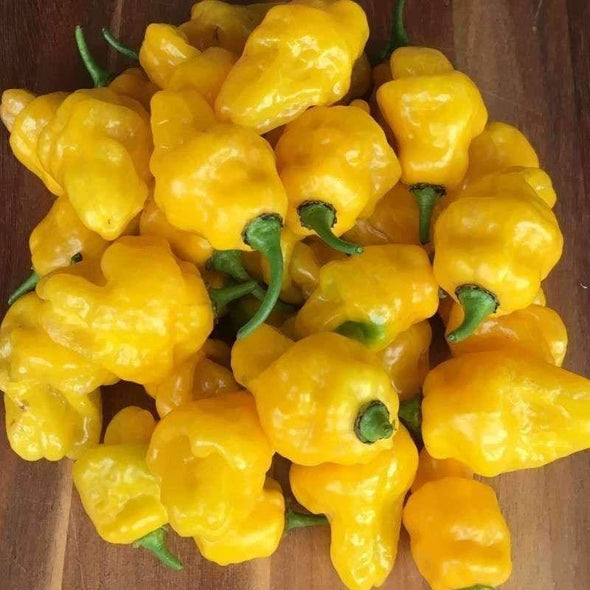 Pepper (Hot) Habanero (Lemon) - (Capsicum Chinense) Seeds