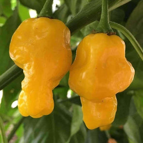 Pepper (Hot) Habanero (Lemon) - (Capsicum Chinense) Seeds