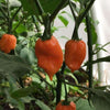 Pepper (Hot) Habanero (Orange) - (Capsicum Chinense) Seeds