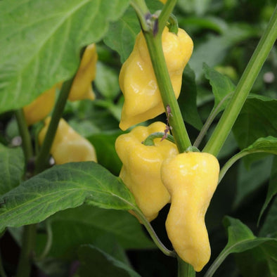 Pepper (Hot) Habanero (White) - (Capsicum Chinense) Seeds