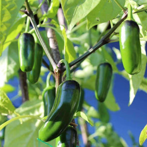 Pepper (Hot) Jalapeno M - (Capsicum Annuum) Seeds